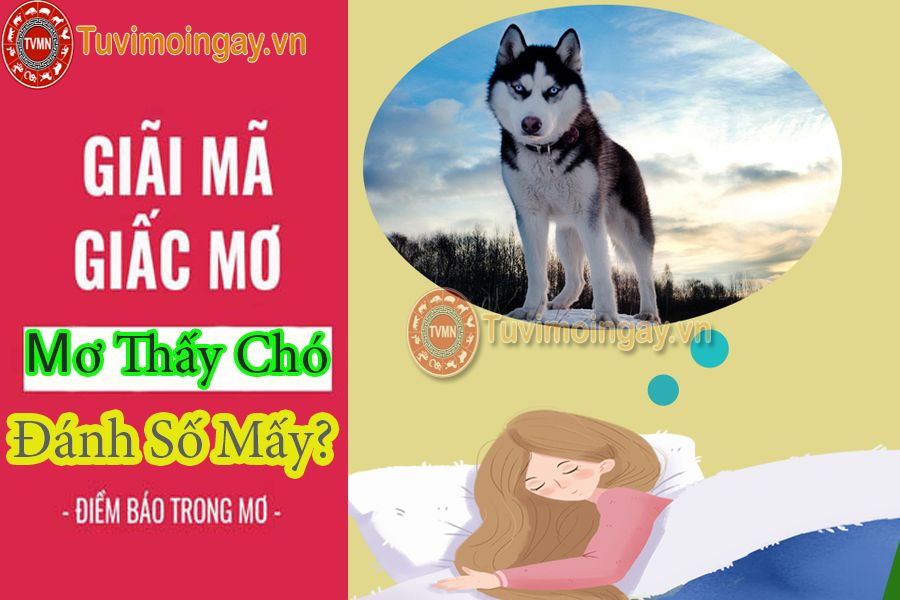 Giải mã mơ thấy chó? Mơ thấy chó đánh số mấy?