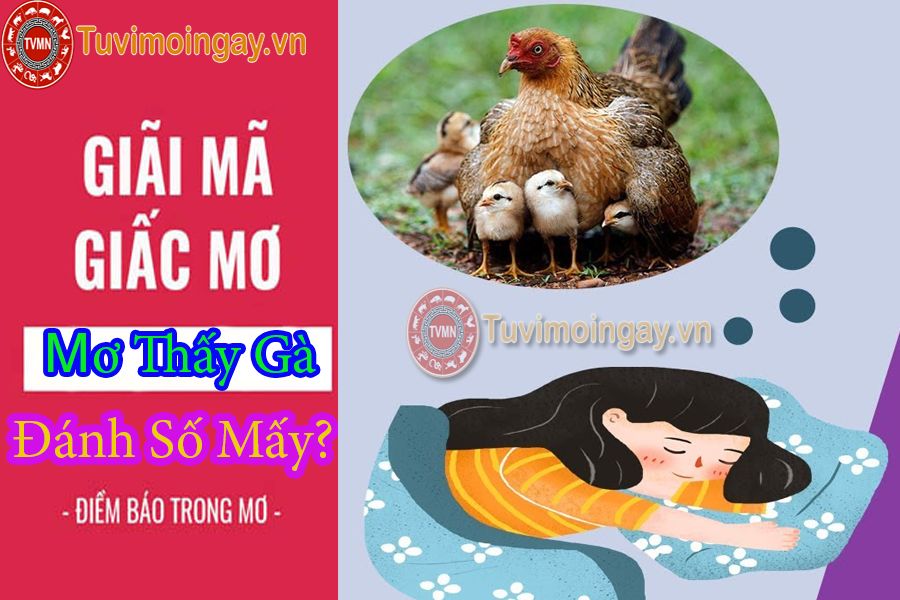 Giải mã giấc mơ thấy gà? Mơ thấy gà đánh số mấy? 