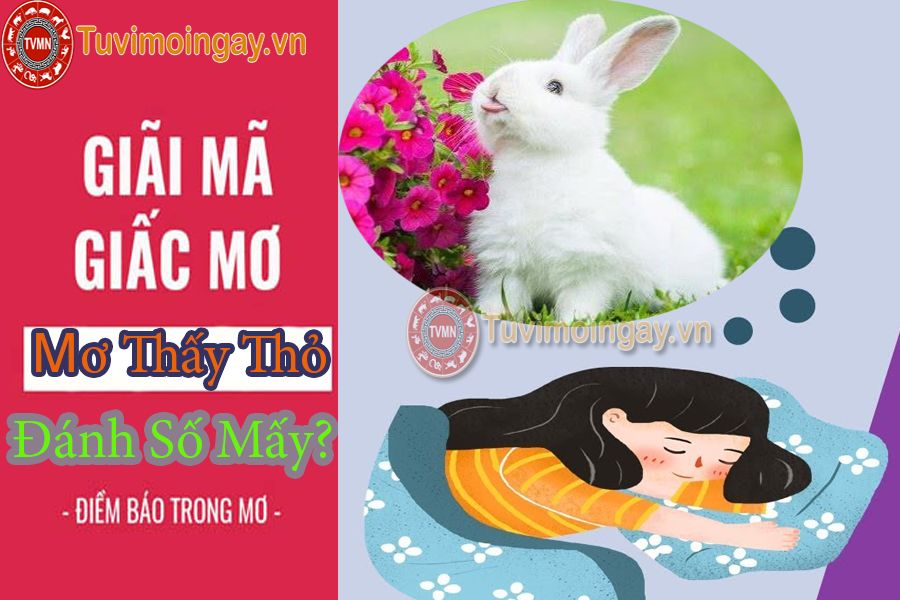 Giải mã giấc mơ thấy thỏ? Mơ thấy thỏ đánh con gì?